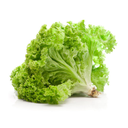 Green Leaf Lettuce